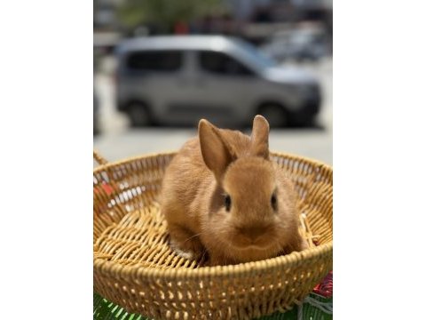 Bebek cüce tavşanlarımız