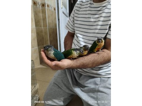 Bebek konur papağanı