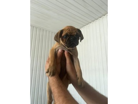 Pug yavru üsküdar