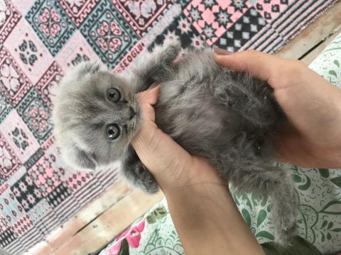 3 aylık yavru scottish fold