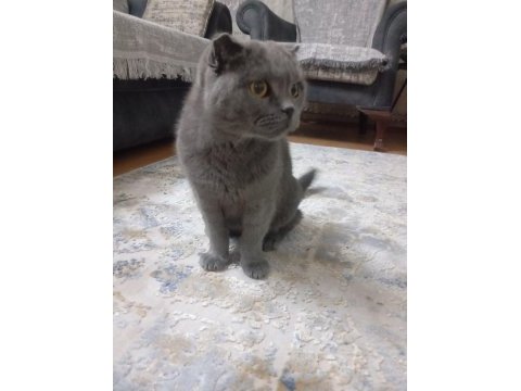 7 aylık british shorthair