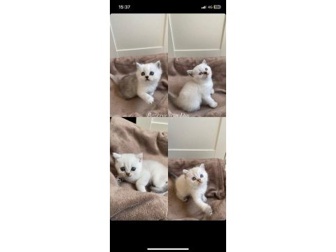 British shorthair rezerve edilecektir
