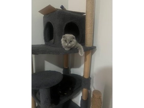 Gri scottish fold prenses