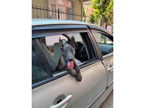 Malinois yavru 3 aylık
