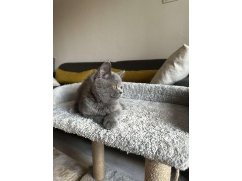 Gri british shorthair cinsi yavrumuza yuva arıyoruz