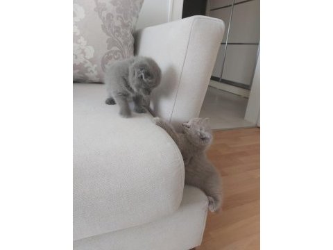 2 haftalık british longhair yavru