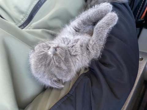 2 aylık erkek yavru scottish fold kırık kulak