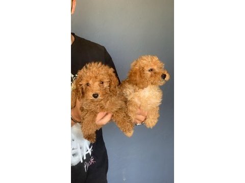 Burkem ailesinden muhteşem poodle yavruları