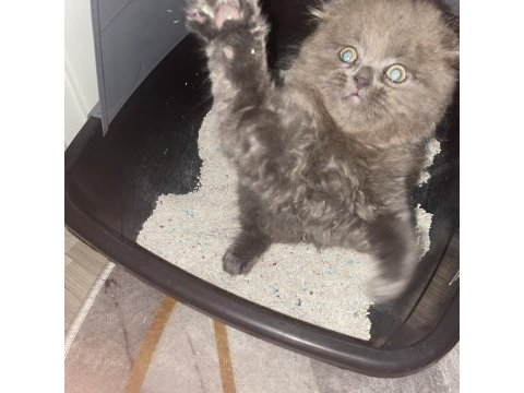 Tek scottish fold yavrumuz
