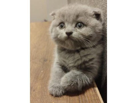 British ve scottish fold yavrular yeni yuvalarını arıyor
