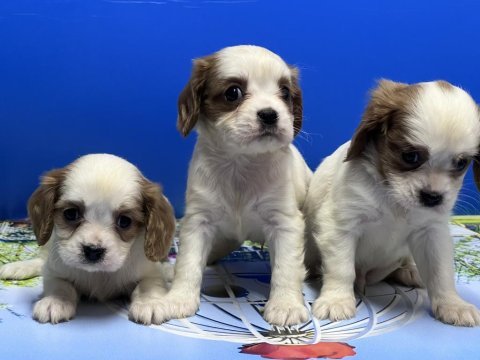 Cavalier king charles yavrusu