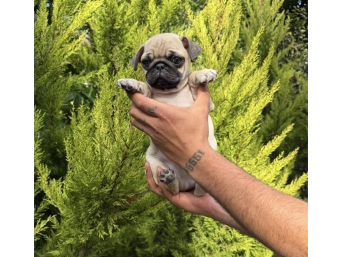 Mini pug yavrumuz