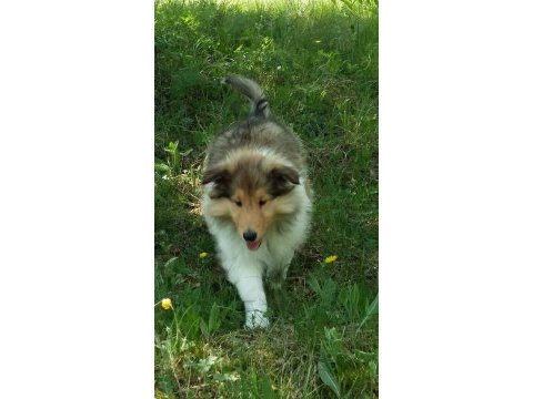 Rough collie ( lessie ) yavruları