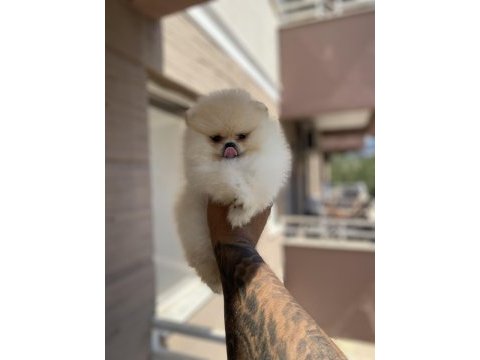 Irk ve sağlık garantili pomeranian