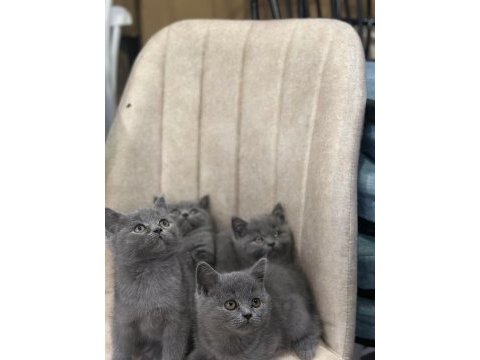 Top kafa ayı surat british shorthair bebekler