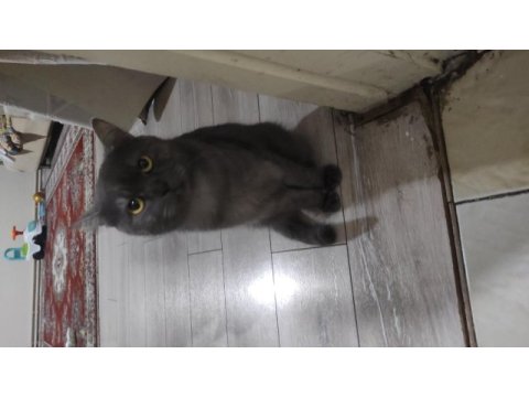 Çok çok sakin sevimli heram british shorthair