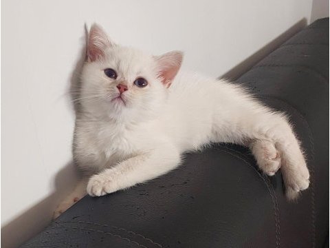 55 günlük sevgiyle baktığım 5 yavrularım (uygun)