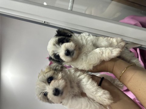 Orijinal morkie yavrularımız
