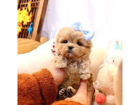 2 aylık sevimli maltipoo yavrular – aile ortamında