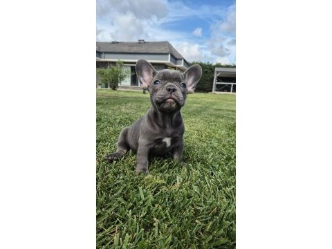 Blue french bulldog yavruları istanbul 