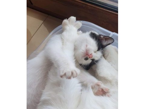 Sımsıcak yüreği olan bir dişi smokin kedi
