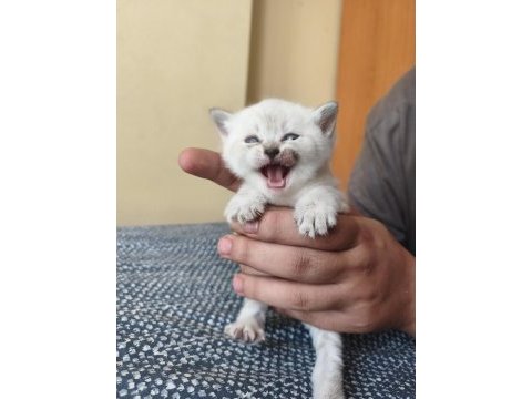 British shorthair son kalan yavrularımız