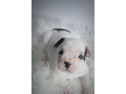 French bulldog yavrularımız