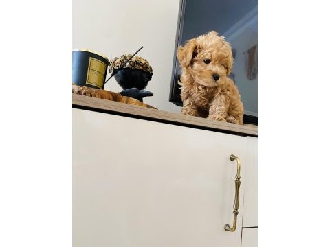 Orjinal mini boy maltipoo süs köpeği