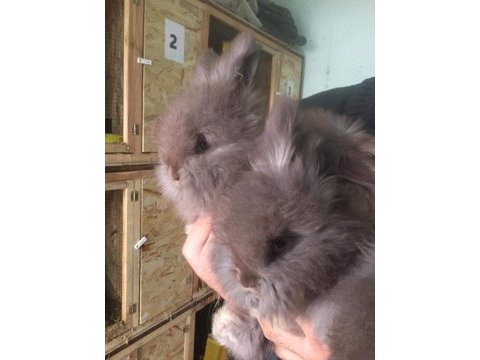 Angora tavşanı