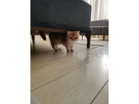 Ny12 golden british shorthair