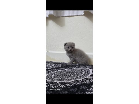 British shorthair ve scottish fold