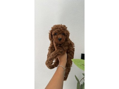 Show kalite kore toy poodle