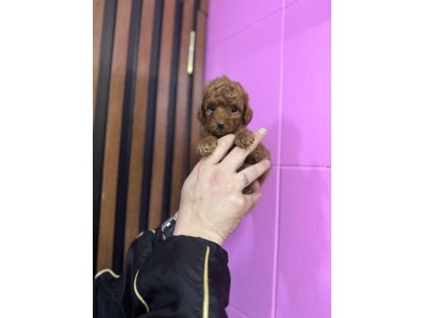Toy poodle kendi köpeğimizin bebekleri uygun