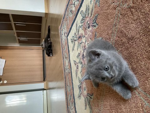 35 günlük safkan british shorthair