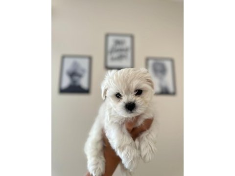 Ruhsatlı üretim çiftliğinden tea cup maltese terrier
