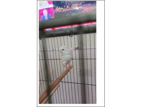 2 yaşında güzel nazik ötümlü erkek kanarya