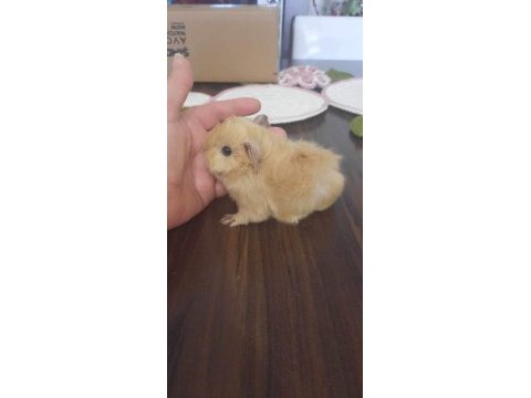 Peruvan ginepig yavrumuz