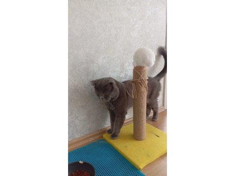 British shorthair sevgi yumağı 1.5 2 yaş