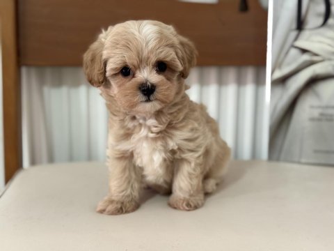 Show kalite tea cup kore maltipoo lar ziyarete açık