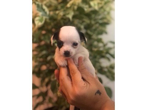 2 aylık chihuahua (şivava) yavruları
