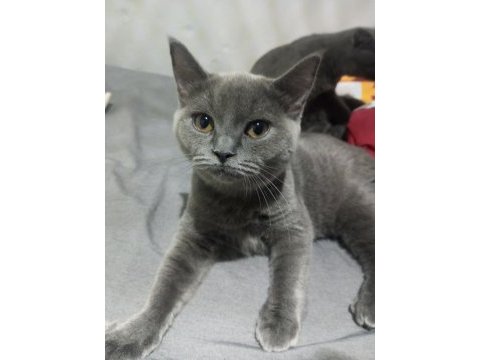 5 aylık british shorthair kedilerim