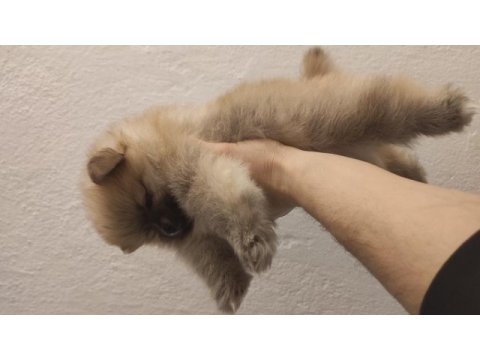 60 günlük pomeranian yavrular iç dış paraziti yapıldı