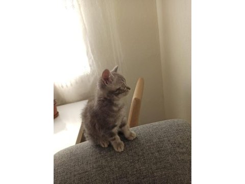 İki aylık erkek british shorthair