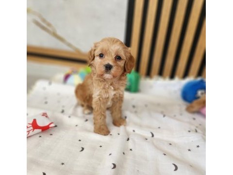 Aşılı pasaportlu mikroçipli maltipoo  yavrularımız 