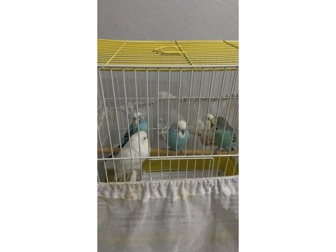 4 adet muhabbet kuşu damızlık