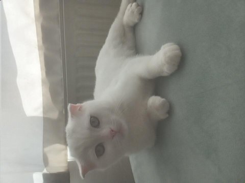 4 aylık scottish fold oğlumuz
