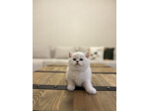 Brıtısh shorthair fırst class yavrularım 