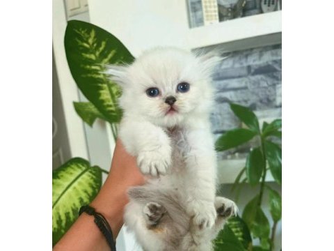 Sıfır kulak top kafa scottish fold bebek