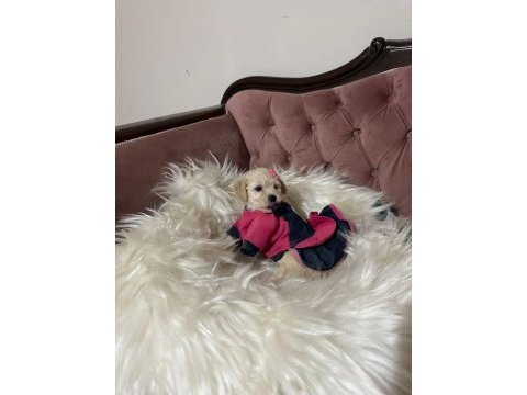 Maltese yavrular maltipo ve toy poodle yavrular ankara