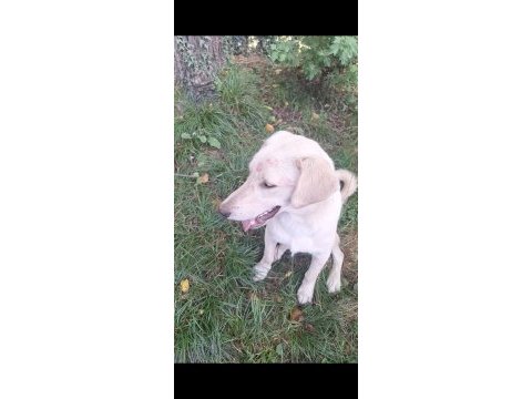 Labrador köpeğimizi sahiplendirme